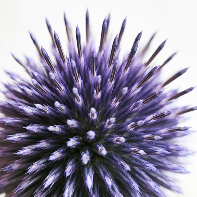 Purple Thistle Flower Closeup