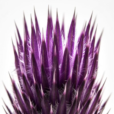 Purple Thistle Flower Closeup