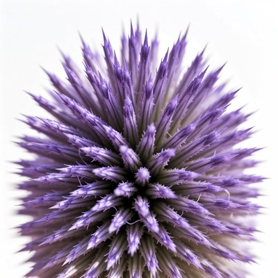 Purple Thistle Flower Closeup