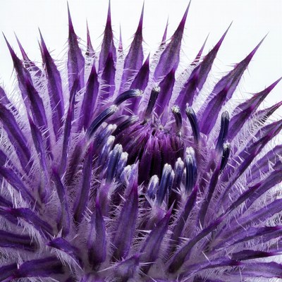 Purple Thistle Flower Closeup