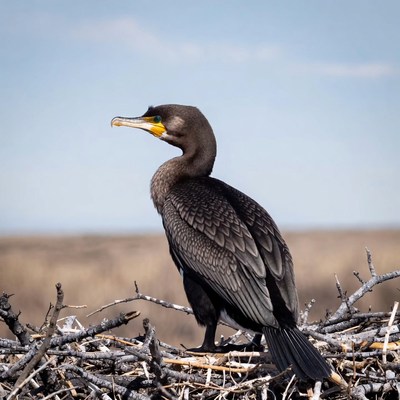 Double-crested Cormorant on Nest