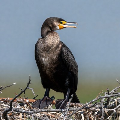 Double-crested Cormorant on Nest