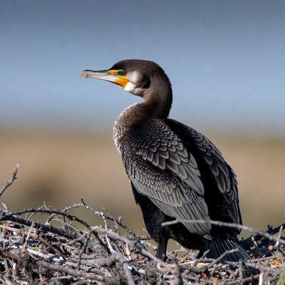 Double-crested cormorant on nest