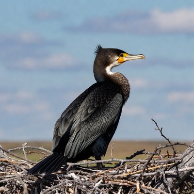 Double-crested Cormorant on Nest