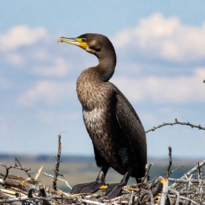Double-crested Cormorant on Nest