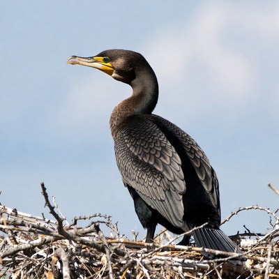 Double-crested Cormorant on Nest