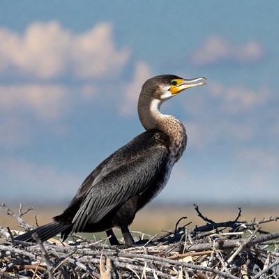 Great Cormorant on Nest