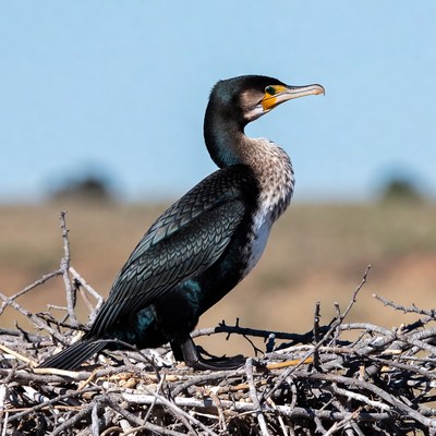Double-crested Cormorant on Nest