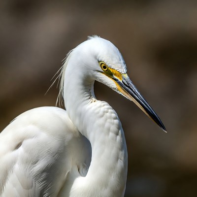 Closeup of snowy egret