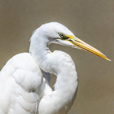 White egret with yellow beak