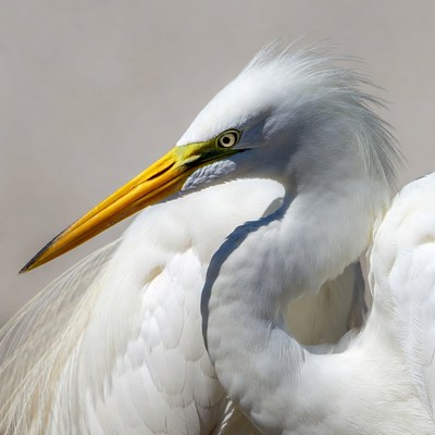 Great Egret with Yellow Bill