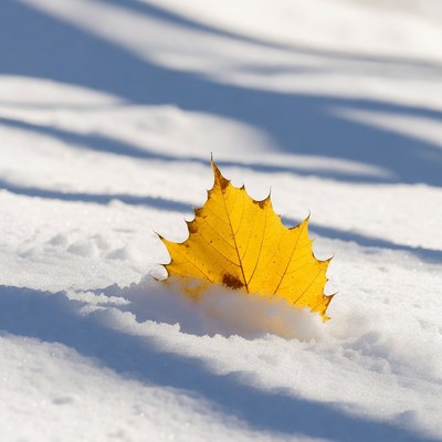 Yellow Maple Leaf on Snow