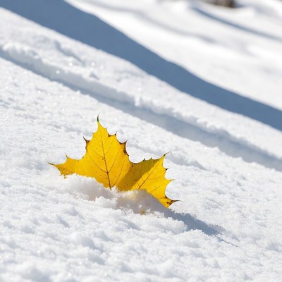 Yellow Maple Leaf on Snow