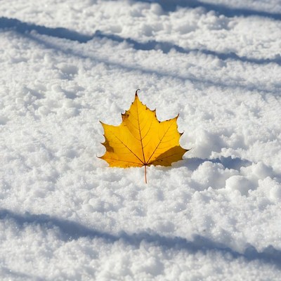 Yellow maple leaf on snow