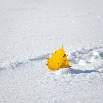 Yellow maple leaf on snow