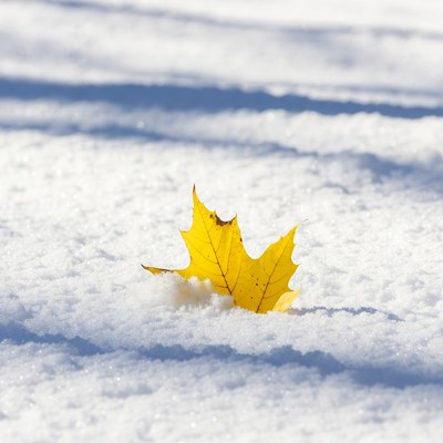 Yellow maple leaf on snow