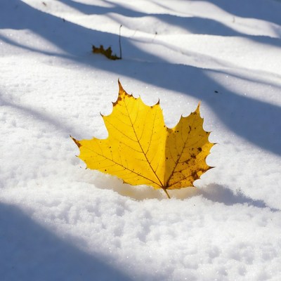Yellow maple leaf on snow