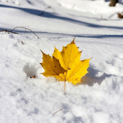 Yellow maple leaf on snow