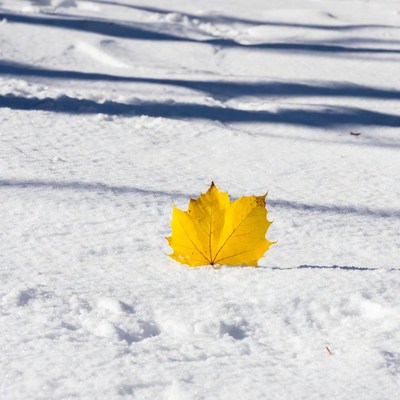 Yellow maple leaf on snow