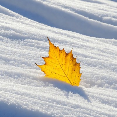 Yellow Maple Leaf on Snow