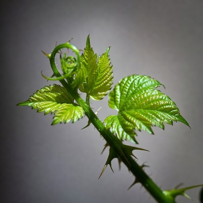 Young green bramble shoot with thorns