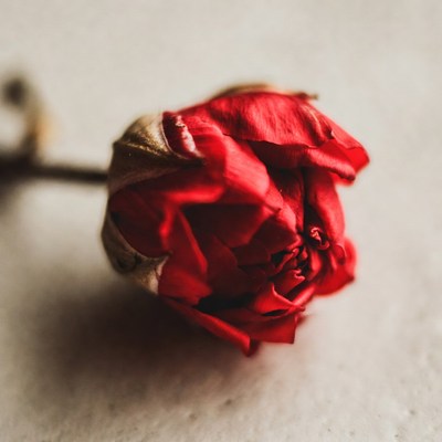 Wilted Red Rose on White Background
