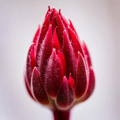Red Hibiscus Flower Bud