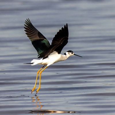 Black-necked Stilt Flying over Water