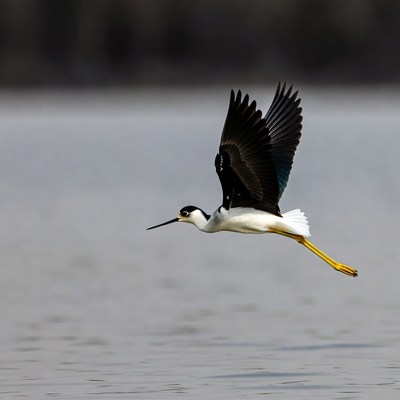 Black-necked Stilt Flying over Water