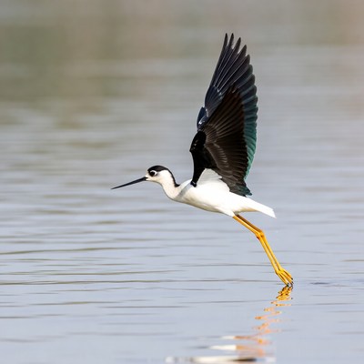 Black-winged Stilt Flying over Water