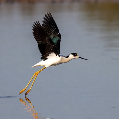 Black-necked Stilt Flying over Water