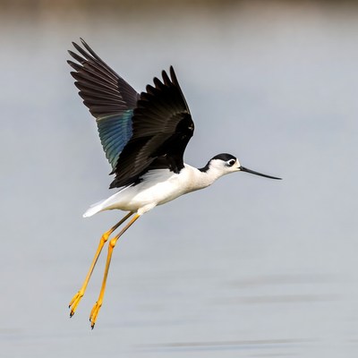 Black-necked Stilt Flying over Water