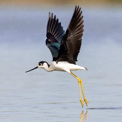 Black-winged Stilt Flying over Water