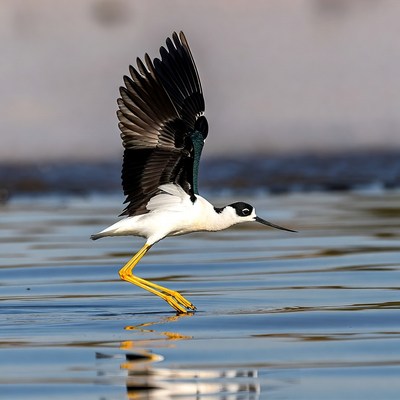 Black-necked Stilt Flying over Water