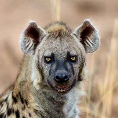 Spotted hyena in dry grass