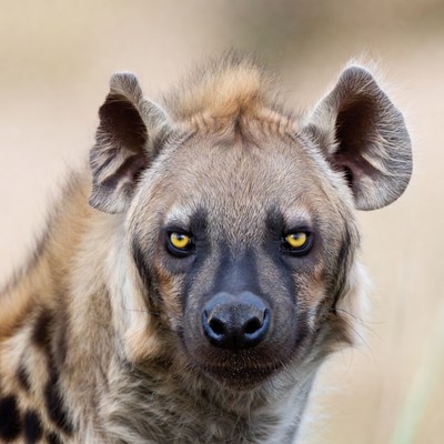 Spotted Hyena with Yellow Eyes