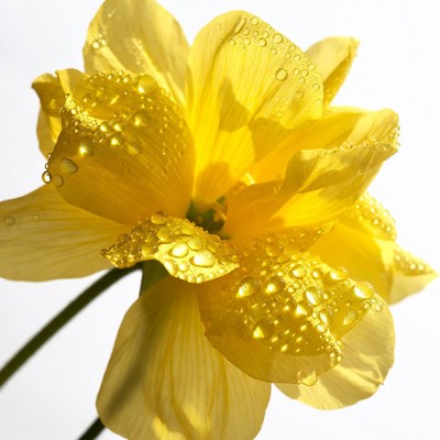 Yellow Flower with Water Droplets