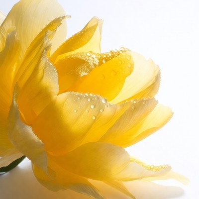 Yellow Tulip with Water Droplets