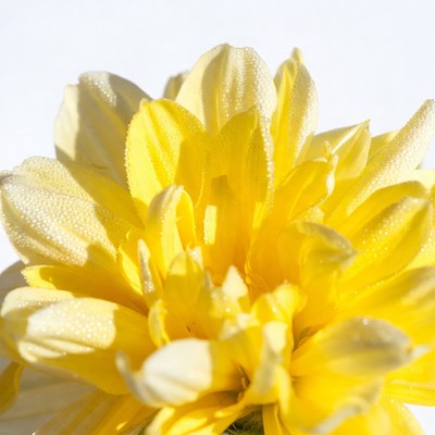 Yellow Daisy with Dewdrops