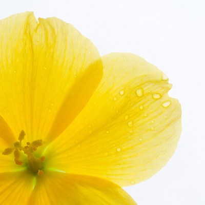 Yellow Flower with Water Droplets