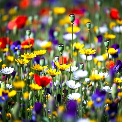 Colorful Poppy Field Meadow
