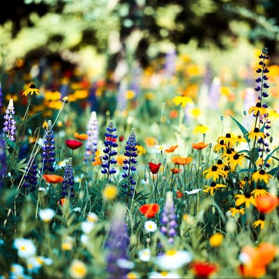 Colorful wildflower meadow