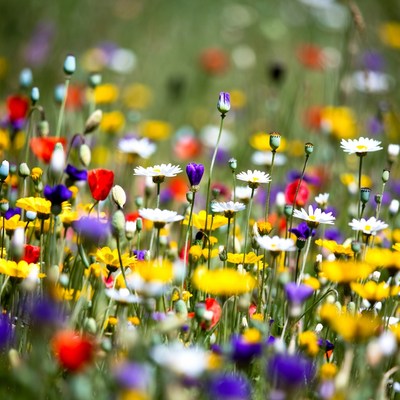 Colorful Wildflower Meadow Field