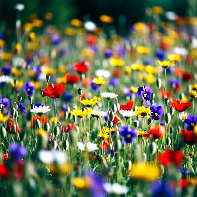 Colorful Wildflower Field Closeup