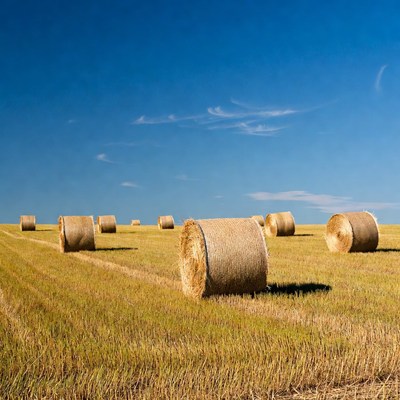 Hay bales in golden field