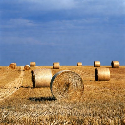 Hay bales in golden field
