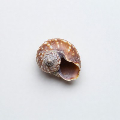 Spotted seashell on white background