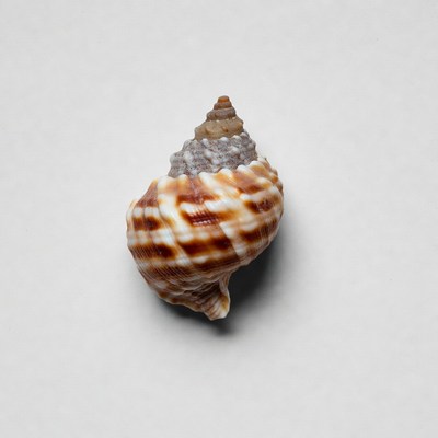 Brown and white seashell