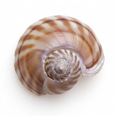 Striped Seashell on White Background