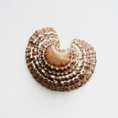 Brown Textured Seashell